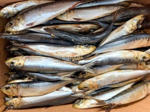 Другие закуски: Сельдь Иваси х\к